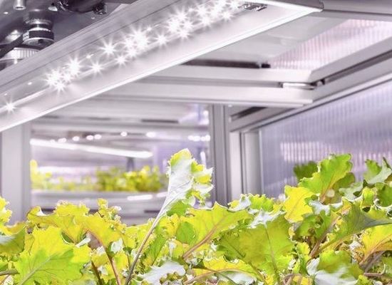 Steel Structure Hydroponic Container Greenhouse with Multi-Span Vertical Farming System