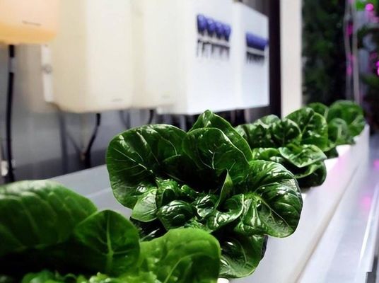 Steel Structure Hydroponic Container Greenhouse with Multi-Span Vertical Farming System