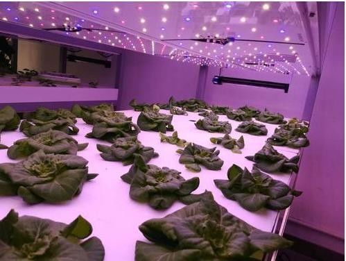 Steel Structure Hydroponic Container Greenhouse with Multi-Span Vertical Farming System