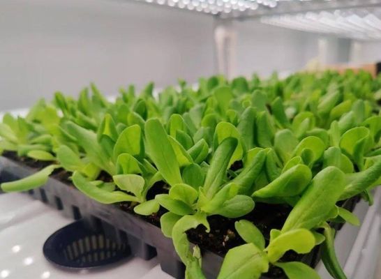 Steel Structure Hydroponic Container Greenhouse with Multi-Span Vertical Farming System