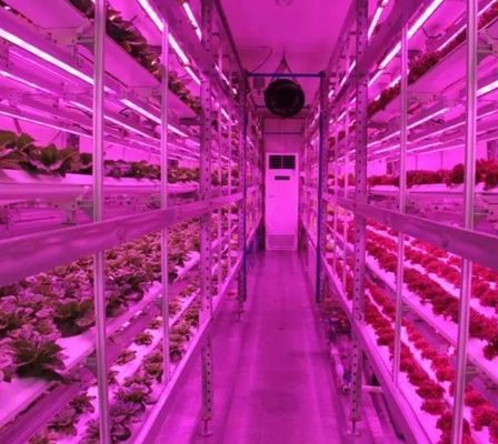 Steel Structure Hydroponic Container Greenhouse with Multi-Span Vertical Farming System