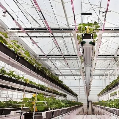 1209cm * 235cm * 239cm Vertical Farming Container Greenhouse with Hydroponic Setup