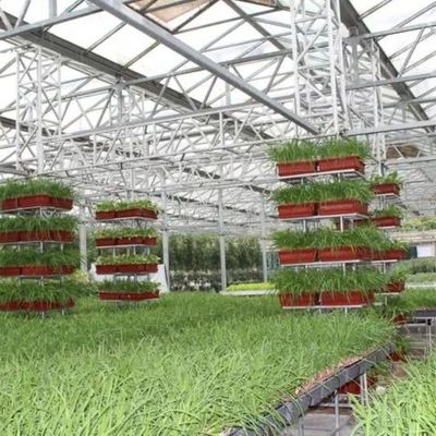 1209cm * 235cm * 239cm Vertical Farming Container Greenhouse with Hydroponic Setup