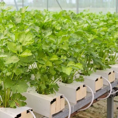 1209cm * 235cm * 239cm Vertical Farming Container Greenhouse with Hydroponic Setup