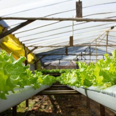 1209cm * 235cm * 239cm Vertical Farming Container Greenhouse with Hydroponic Setup