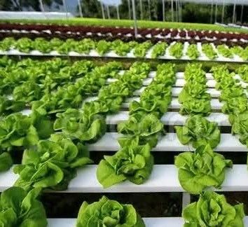 1209cm * 235cm * 239cm Vertical Farming Container Greenhouse with Hydroponic Setup