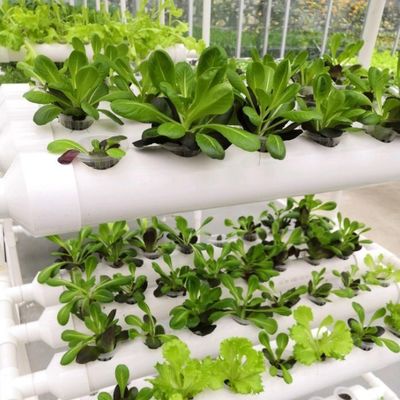 1209cm * 235cm * 239cm Vertical Farming Container Greenhouse with Hydroponic Setup
