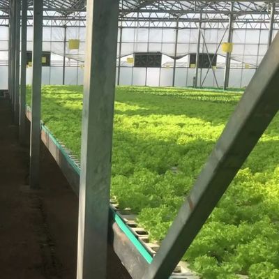 Vertical Farming Shipping Container Greenhouse with Hydroponics and Steel Structure