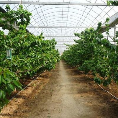 Vertical Farming Shipping Container Greenhouse with Hydroponics and Steel Structure