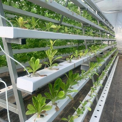 Vertical Farming Shipping Container Greenhouse with Hydroponics and Steel Structure