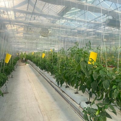 Vertical Farming Shipping Container Greenhouse with Hydroponics and Steel Structure
