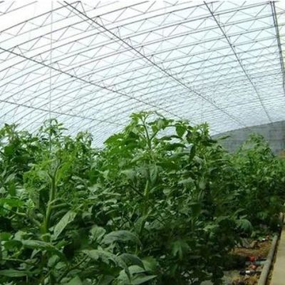 Square Meter Commercial Cucumber Cultivation Sunlight Greenhouse Solution with Output