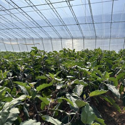 Square Meter Commercial Cucumber Cultivation Sunlight Greenhouse Solution with Output