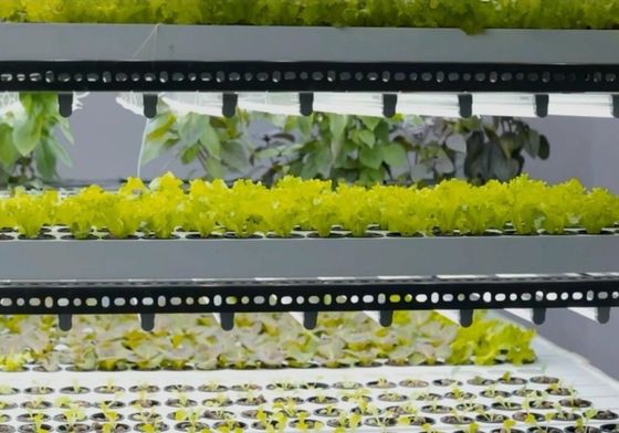 Steel Structure Hydroponic System Container Greenhouse for Vertical Farming Solution