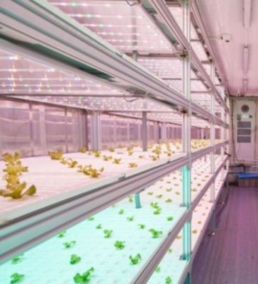 Steel Structure Hydroponic System Container Greenhouse for Vertical Farming Solution