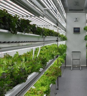 Steel Structure Hydroponic System Container Greenhouse for Vertical Farming Solution