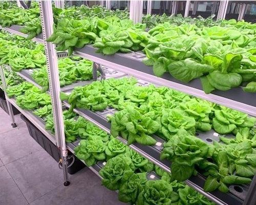 Steel Structure Hydroponic System Container Greenhouse for Vertical Farming Solution