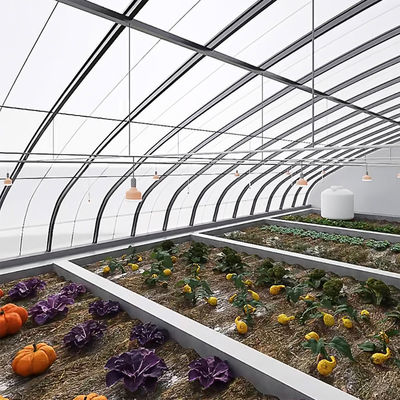 Shading and Ventilation Tomato Cultivation System for 40HQ Reefer Container Shipping