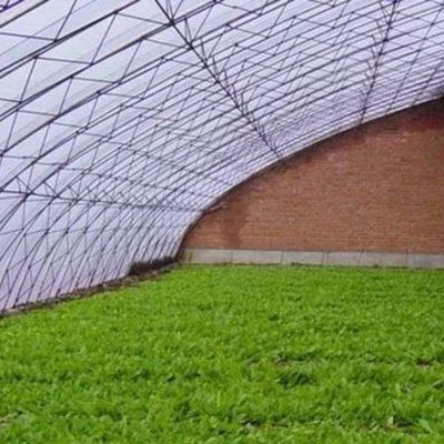 Shading and Ventilation Tomato Cultivation System for 40HQ Reefer Container Shipping
