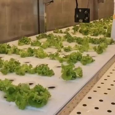 Shipping Container Vertical Farming with Commercial Greenhouse and Multi-Span Design