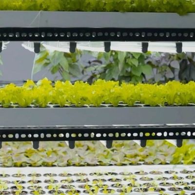 Shipping Container Vertical Farming with Commercial Greenhouse and Multi-Span Design