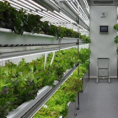 Shipping Container Vertical Farming with Commercial Greenhouse and Multi-Span Design