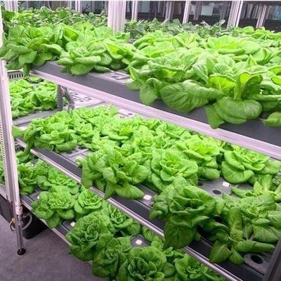 Shipping Container Vertical Farming with Commercial Greenhouse and Multi-Span Design