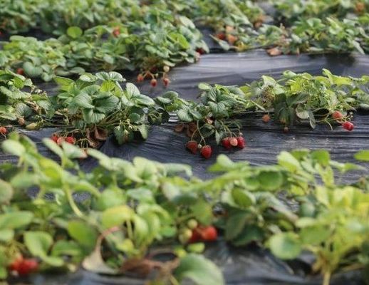 US Currency Commercial Tomato Planting Sunlight Greenhouse for Optimal Crop Production