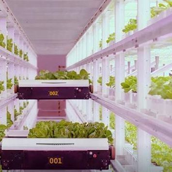 Shipping Container Greenhouse for Hydroponic Vertical Farming in Commercial Industry