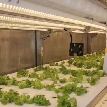 Shipping Container Greenhouse for Hydroponic Vertical Farming in Commercial Industry