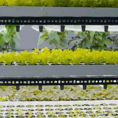Shipping Container Greenhouse for Hydroponic Vertical Farming in Commercial Industry