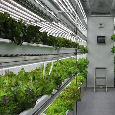 Commercial Greenhouse Hydroponic Vertical Farming Container