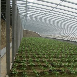 Tomato Sunlight Greenhouse Optimized Irrigation System with Single Span JX-SG-127