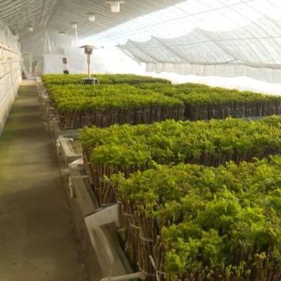 Tomato Sunlight Greenhouse Optimized Irrigation System with Single Span JX-SG-127