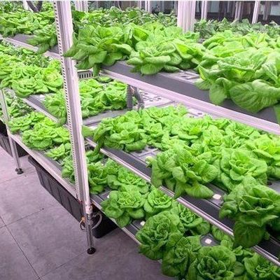 Commercial Vertical Farming Container Greenhouse With Hydroponic System