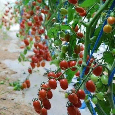 Temporary Heating Climate-Controlled Sunlight Greenhouse for Tomato and Cucumber