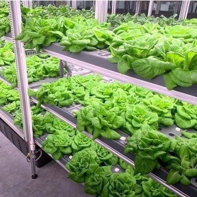 Vegetables Hydroponic System Container Greenhouse for Vertical Farming Setup JX-CG-103