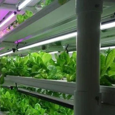 Vegetables Hydroponic System Container Greenhouse for Vertical Farming Setup JX-CG-103