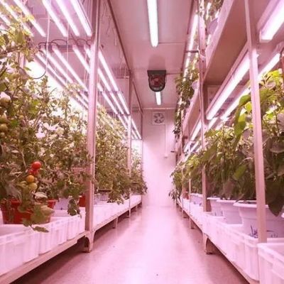 Vegetables Hydroponic System Container Greenhouse for Vertical Farming Setup JX-CG-103