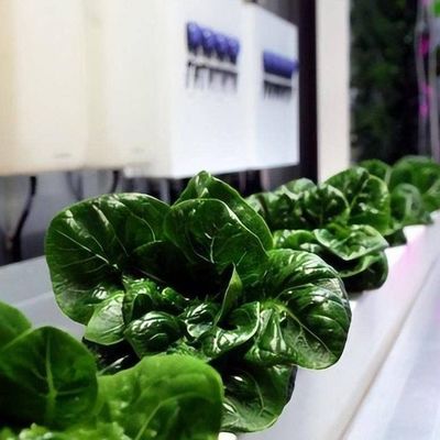Vegetables Hydroponic System Container Greenhouse for Vertical Farming Setup JX-CG-103