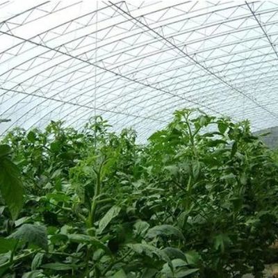 Steel Structure/Wall Humidity-Controlled Sunlight Greenhouse for Vegetable Farming