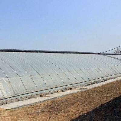 Steel Structure/Wall Humidity-Controlled Sunlight Greenhouse for Vegetable Farming