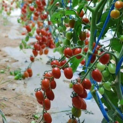 Steel Structure/Wall Humidity-Controlled Sunlight Greenhouse for Vegetable Farming