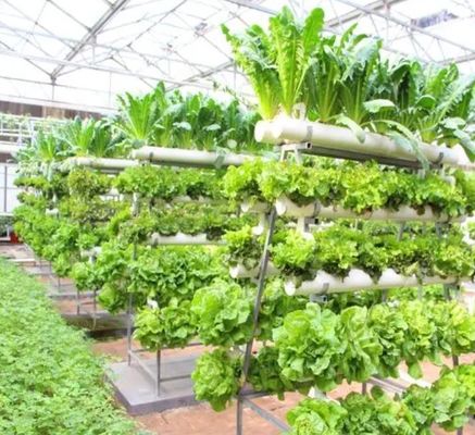 Large Vertical Farming Container Greenhouse with Steel Cover and Hydroponic Technology