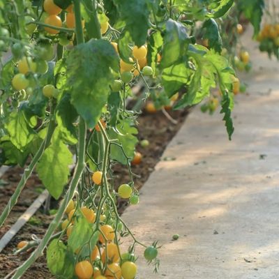 Juxiang Automated Irrigation Sunlight Greenhouse for Vegetables Ventilation and Shading