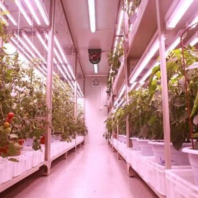 Versatile Commercial Greenhouse for Hydroponic Vertical Farming in Shipping Container