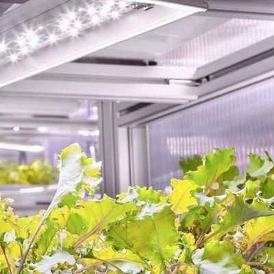 Versatile Commercial Greenhouse for Hydroponic Vertical Farming in Shipping Container