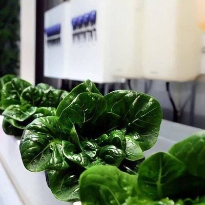 Versatile Commercial Greenhouse for Hydroponic Vertical Farming in Shipping Container
