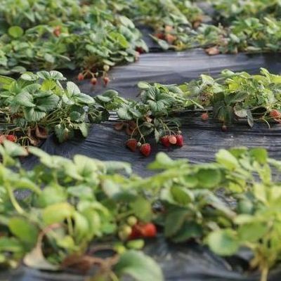 Irrigation System Sunlight Greenhouse for Vegetable US Currency and Temporary Heating