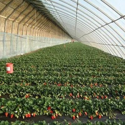 Sunlight-Enhanced Greenhouse for Tomato Cultivation Double Layer and Arched Roof